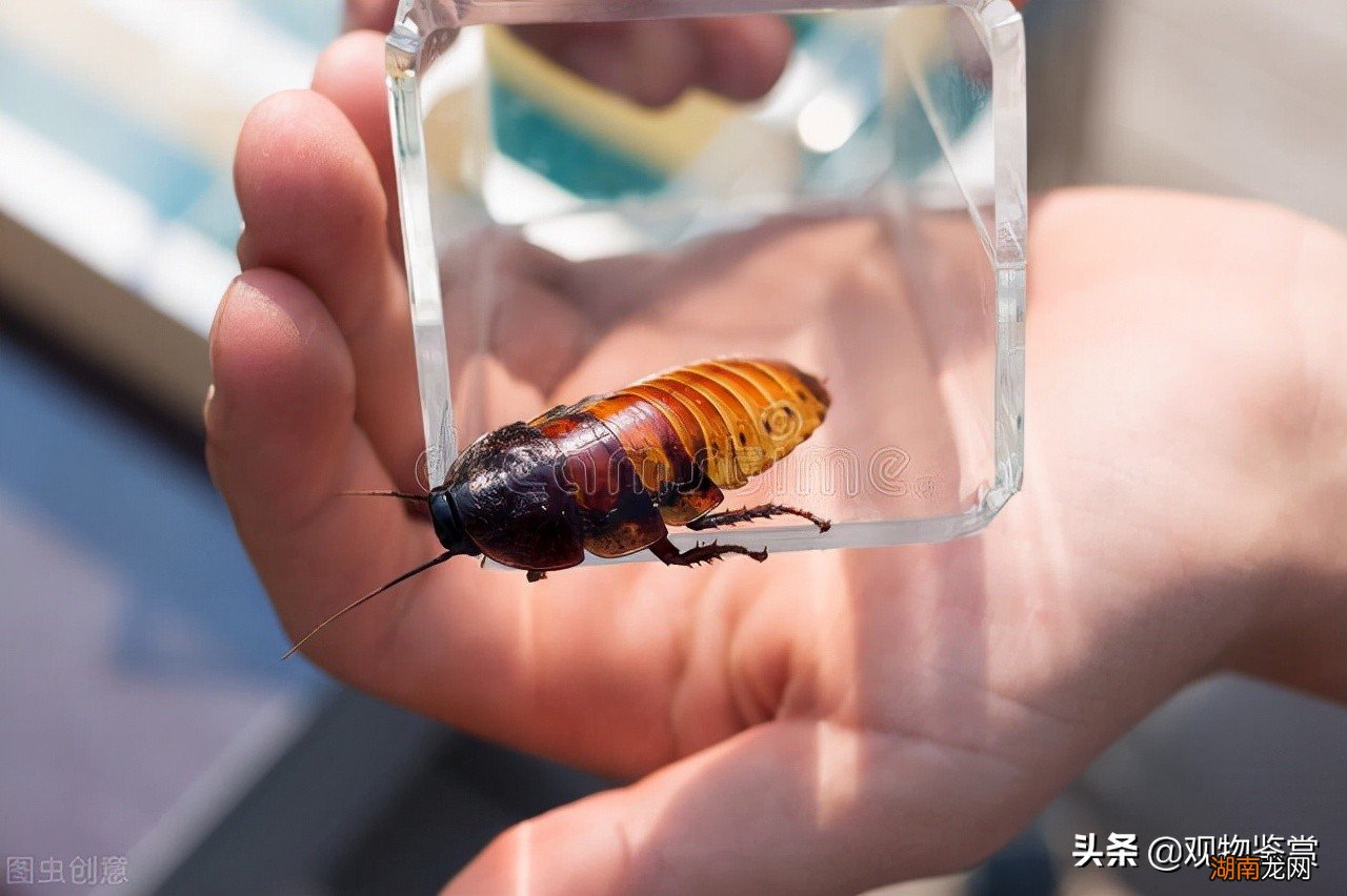 可以养的冷门宠物有哪些 中国允许养的特殊宠物名单