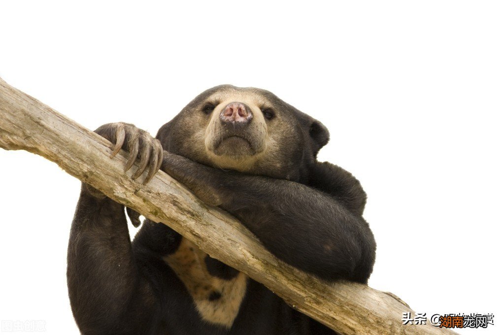 可以养的冷门宠物有哪些 中国允许养的特殊宠物名单