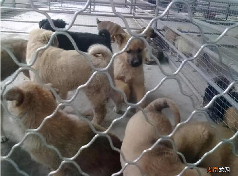 如今肉狗养殖还能挣钱吗 养肉狗要几个月才可以出售