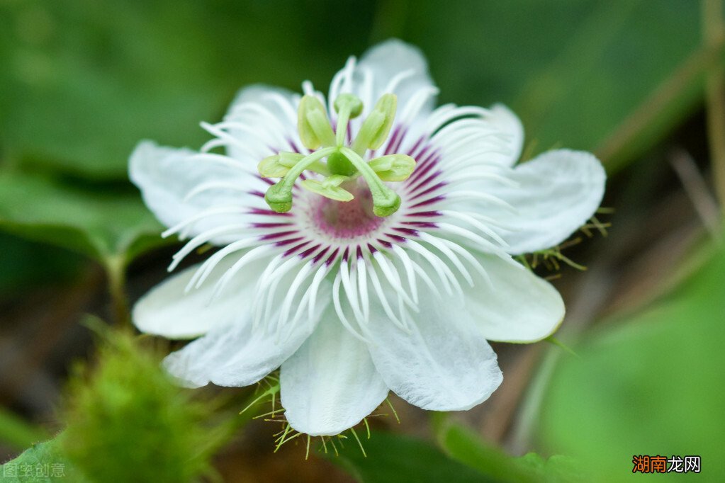 百香果一般都在几月份成熟 百香果成熟季节是几月