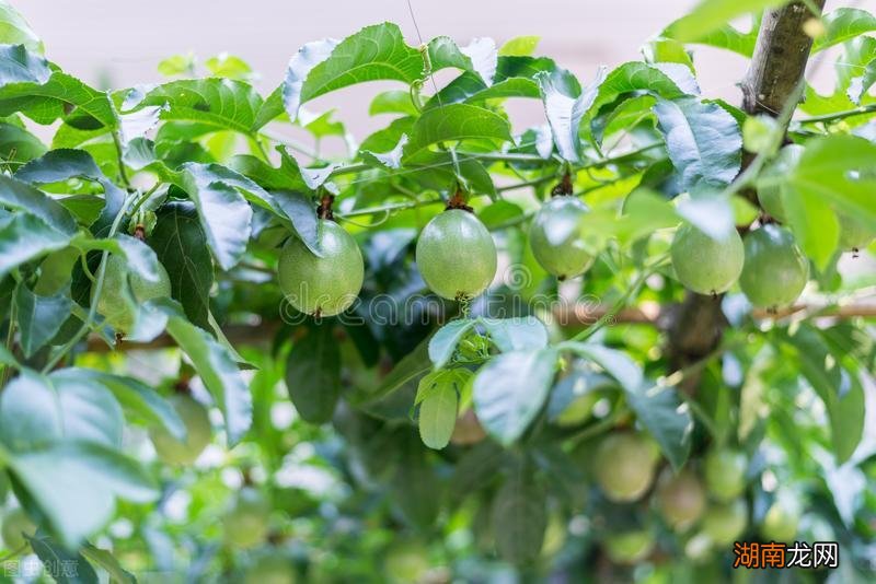 百香果一般都在几月份成熟 百香果成熟季节是几月