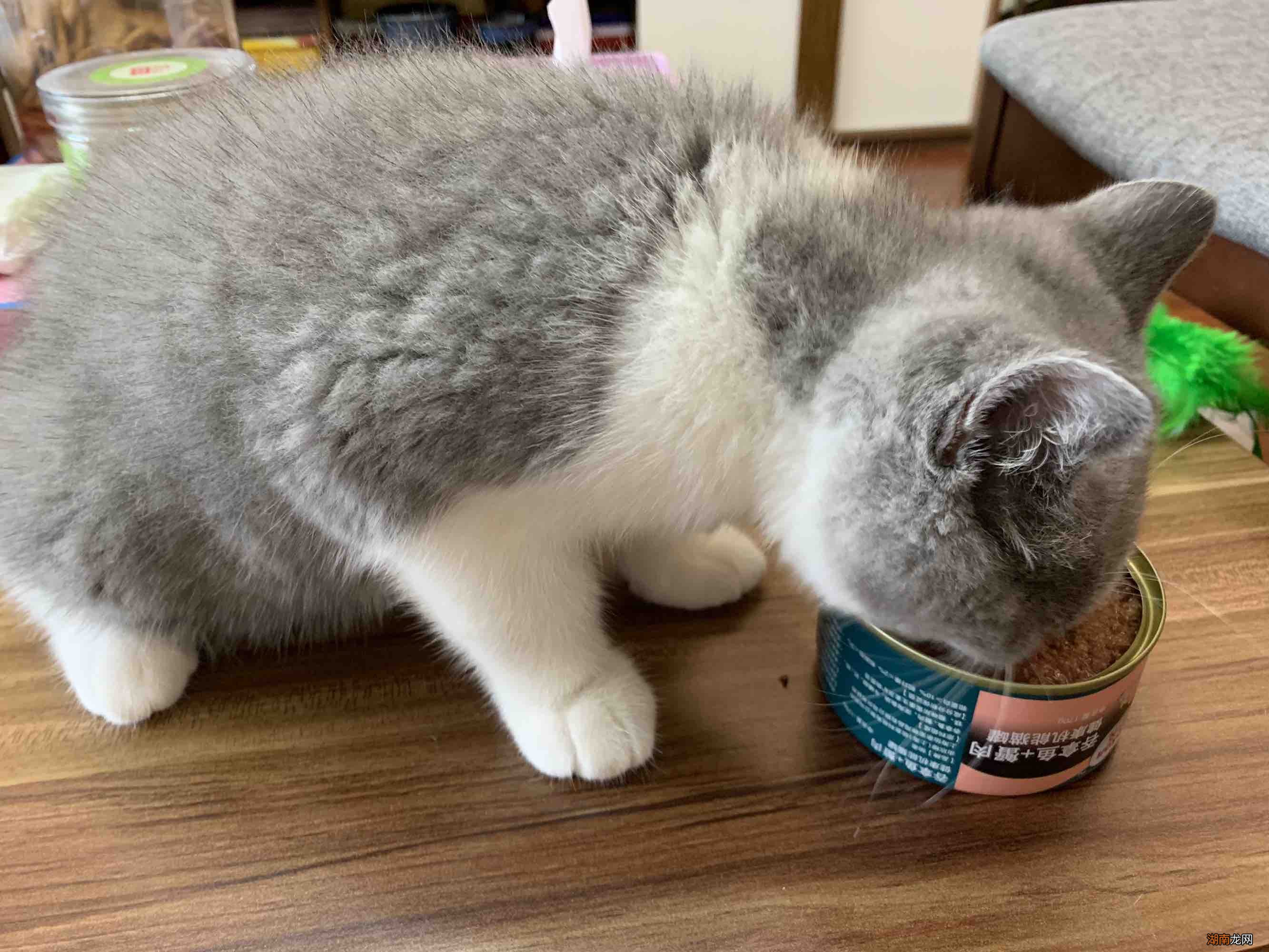 宠物猫咪吃什么能够更快的长胖 猫吃什么可以增肥