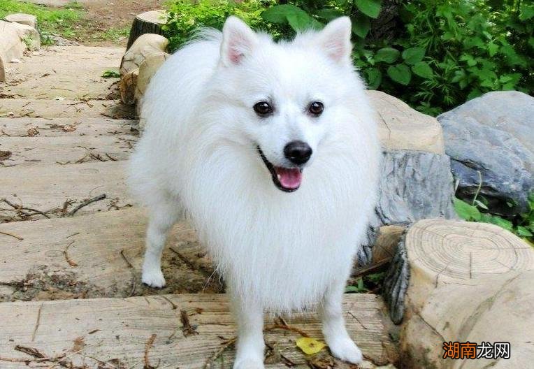 五种最爱干净的宠物狗是什么 什么宠物好养又干净