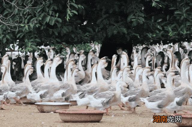 正宗狮头鹅有什么特点怎么养 狮头鹅为什么那么贵