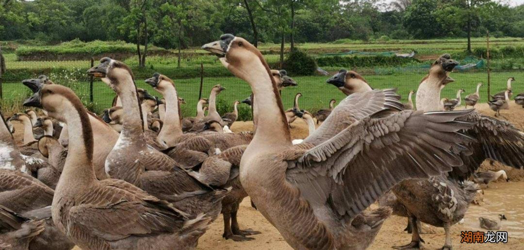 正宗狮头鹅有什么特点怎么养 狮头鹅为什么那么贵