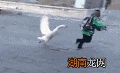 正宗狮头鹅有什么特点怎么养 狮头鹅为什么那么贵