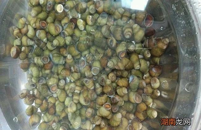 养殖田螺的前景及利润分析 田螺养殖一亩产多少斤