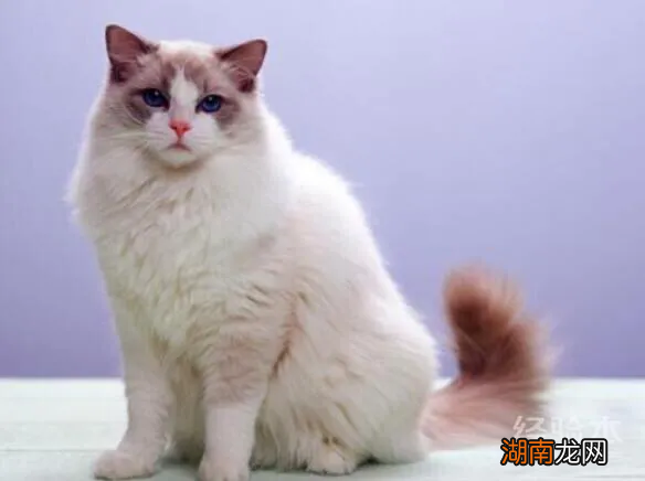 养一只布偶猫一个月的开销 养布偶猫一个月的花费