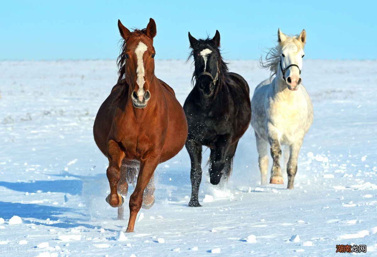 骡子分公母为什么不能生育后代 骡子有公母之分吗