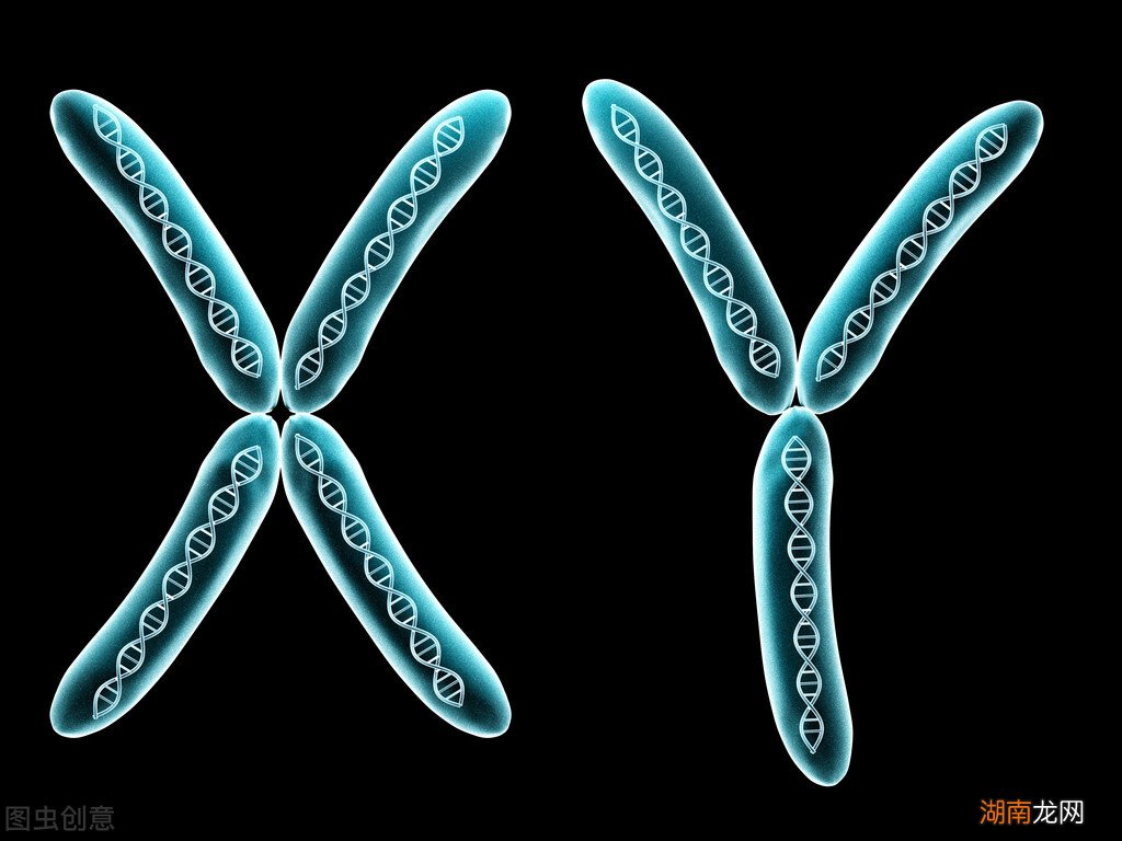 骡子分公母为什么不能生育后代 骡子有公母之分吗