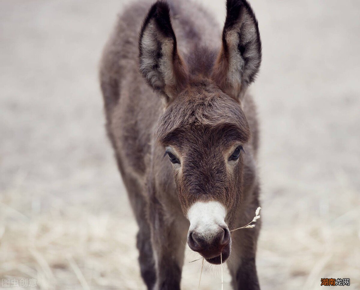 骡子分公母为什么不能生育后代 骡子有公母之分吗