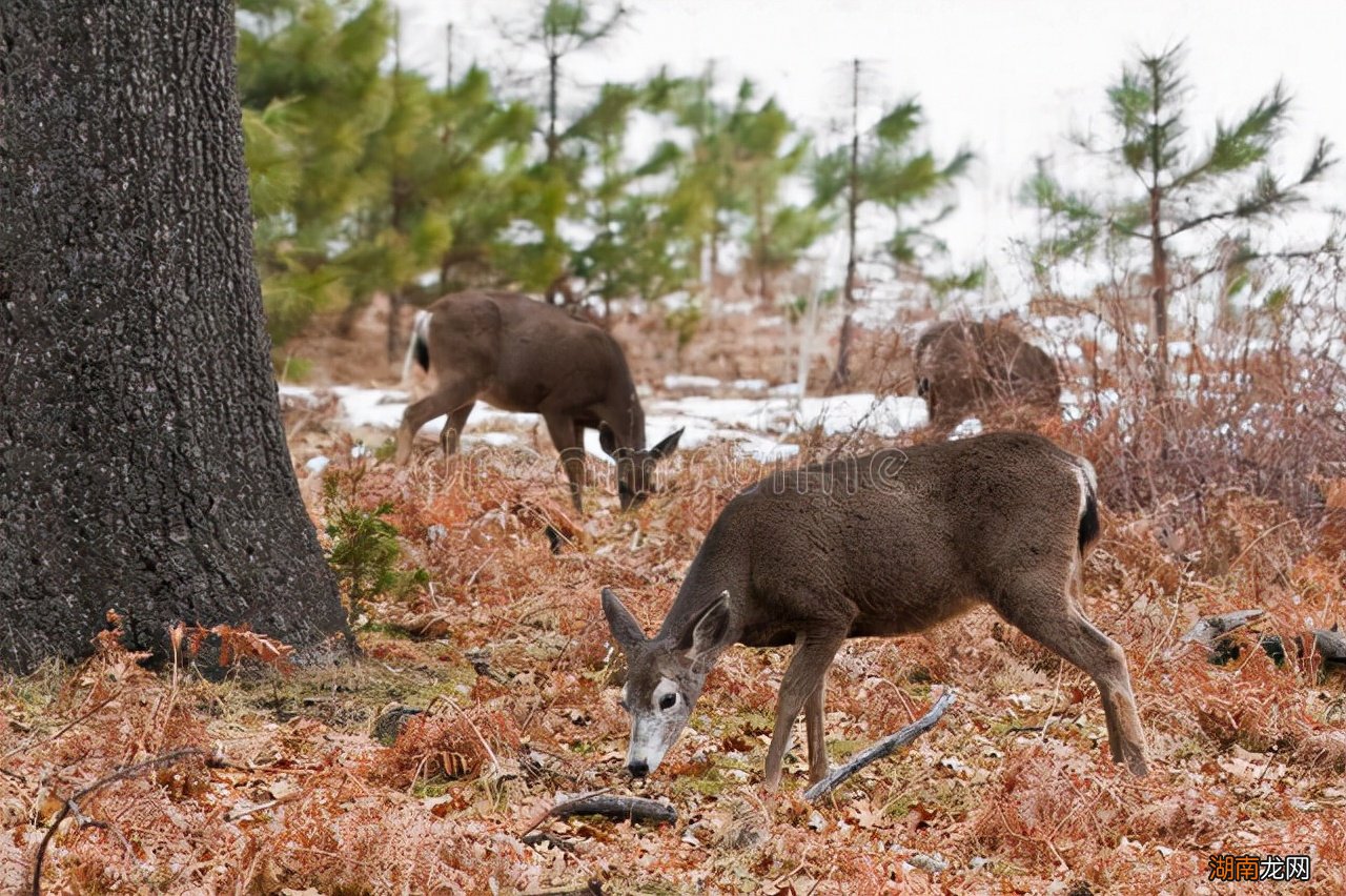 骡子分公母为什么不能生育后代 骡子有公母之分吗