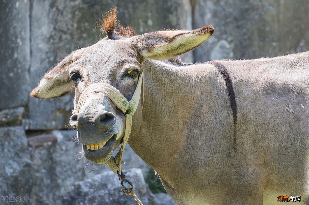 骡子分公母为什么不能生育后代 骡子有公母之分吗