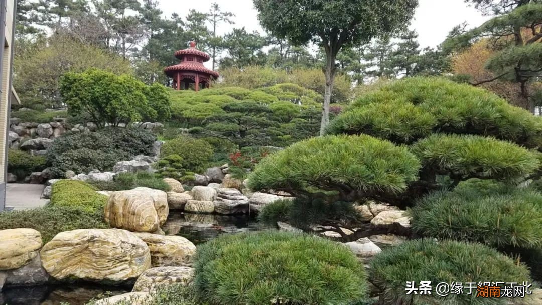 锦鲤的含义以及它象征了什么 锦鲤是什么意思寓意什么