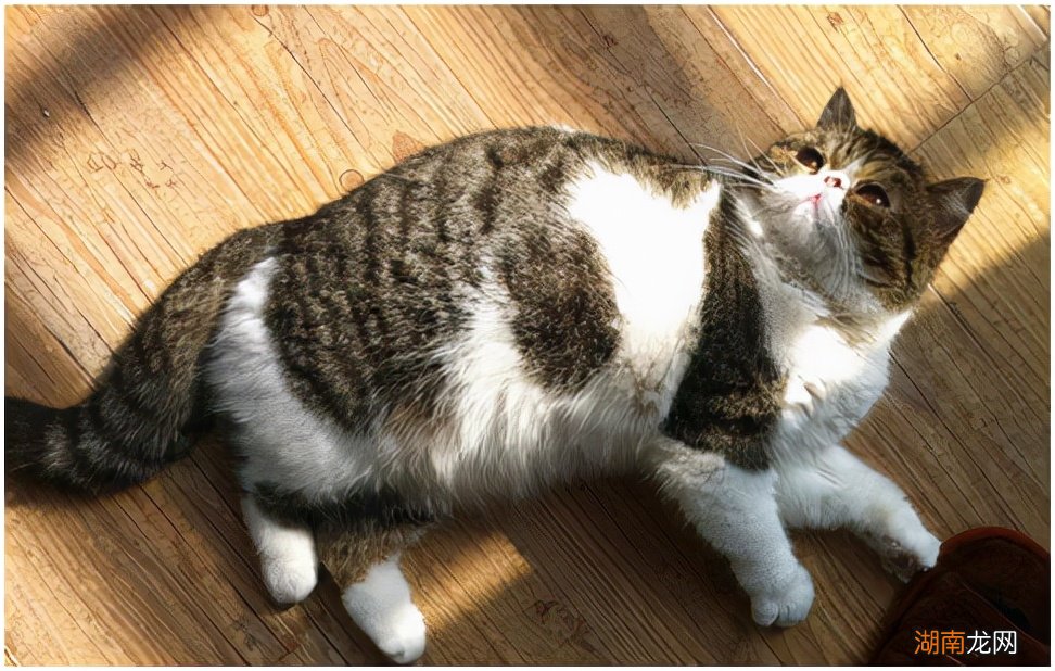 猫咪交配一般需要多久能够成功 猫咪配种需要几天