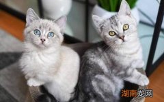 猫咪交配一般需要多久能够成功 猫咪配种需要几天