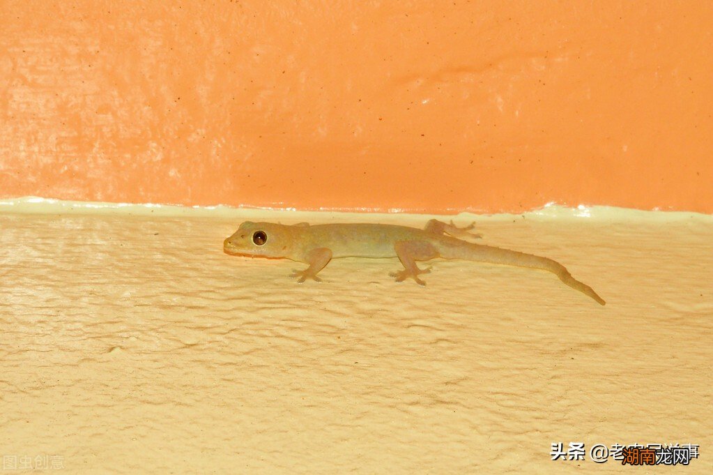 壁虎进门究竟是好事还是坏事 家里有壁虎是什么征兆