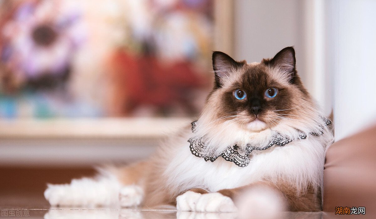 品相优质的布偶猫有什么特点 纯种布偶猫怎么看品相