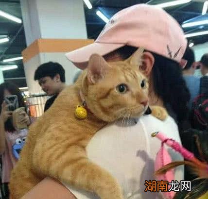橘猫性格温顺吗适合家里养吗 橘猫的性格特点是什么