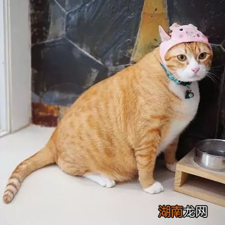 橘猫性格温顺吗适合家里养吗 橘猫的性格特点是什么