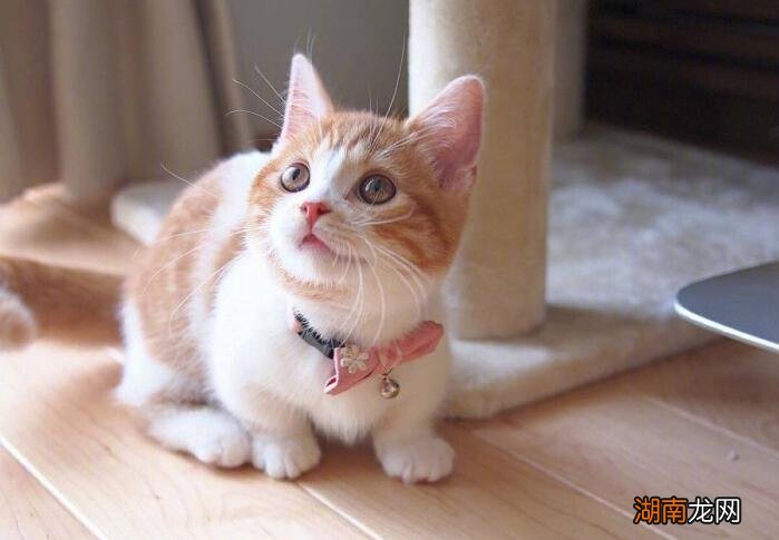 橘猫性格温顺吗适合家里养吗 橘猫的性格特点是什么