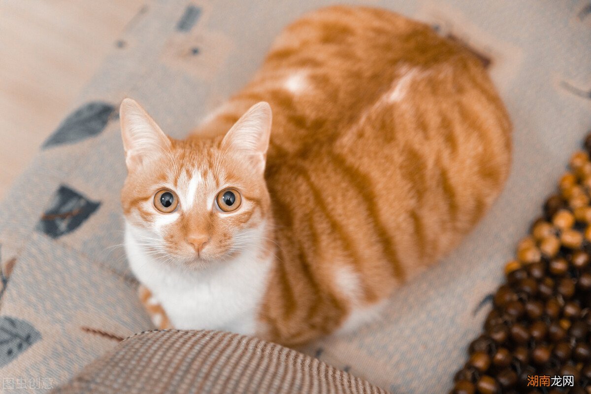 橘猫性格温顺吗适合家里养吗 橘猫的性格特点是什么