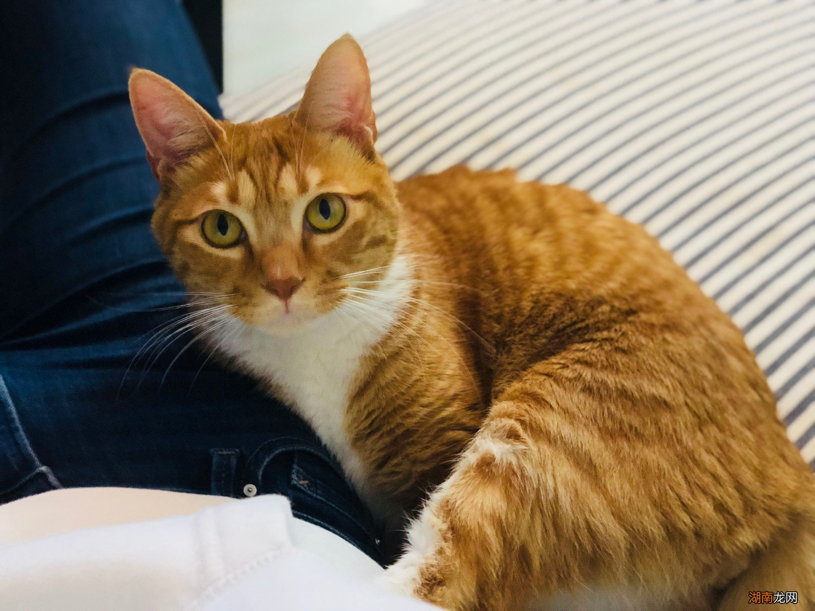 橘猫性格温顺吗适合家里养吗 橘猫的性格特点是什么