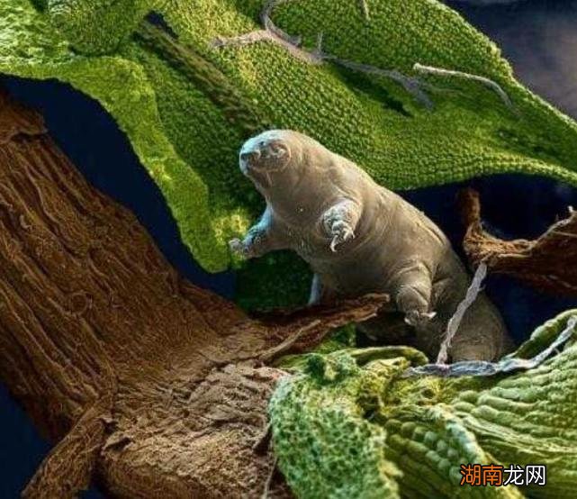 为什么水熊虫的生命力如此顽强 水熊虫寿命是多少年