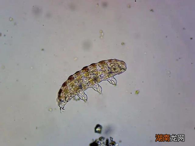 为什么水熊虫的生命力如此顽强 水熊虫寿命是多少年