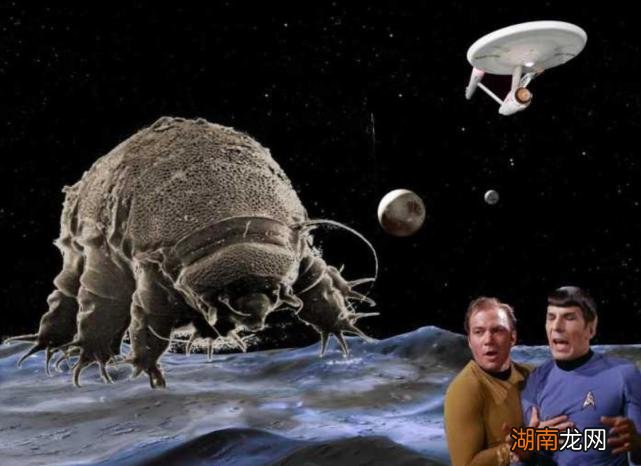 为什么水熊虫的生命力如此顽强 水熊虫寿命是多少年