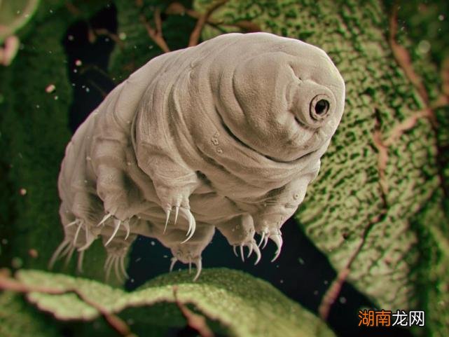 为什么水熊虫的生命力如此顽强 水熊虫寿命是多少年