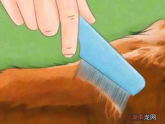 发现家里有跳蚤应该怎么做 家里放一物绝对没跳蚤