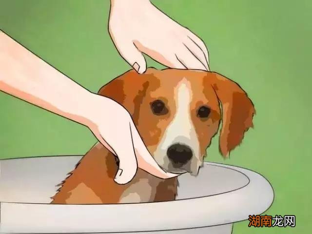 发现家里有跳蚤应该怎么做 家里放一物绝对没跳蚤