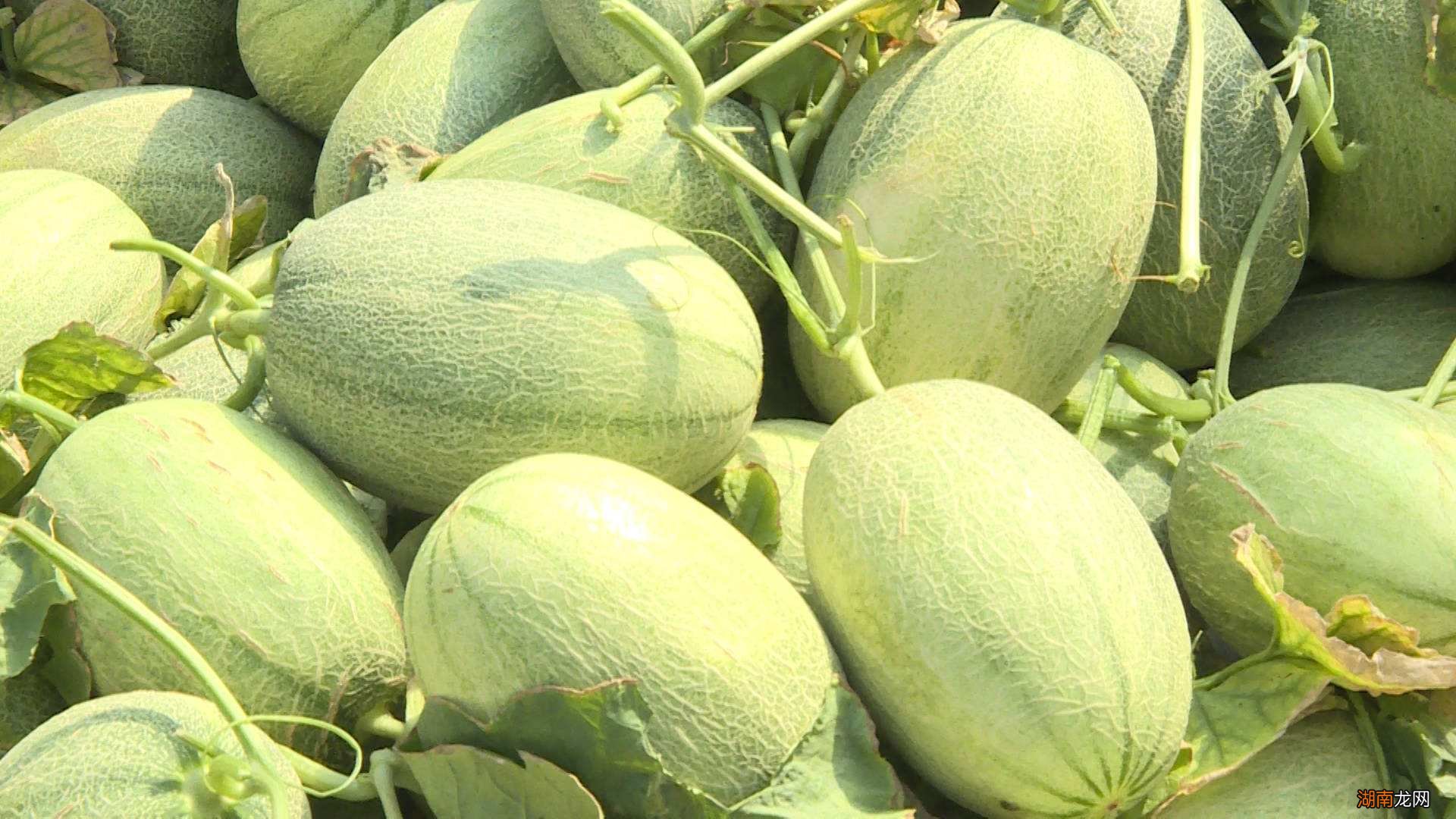 哈密瓜名字得名的由来介绍 哈密瓜是哪里的特产