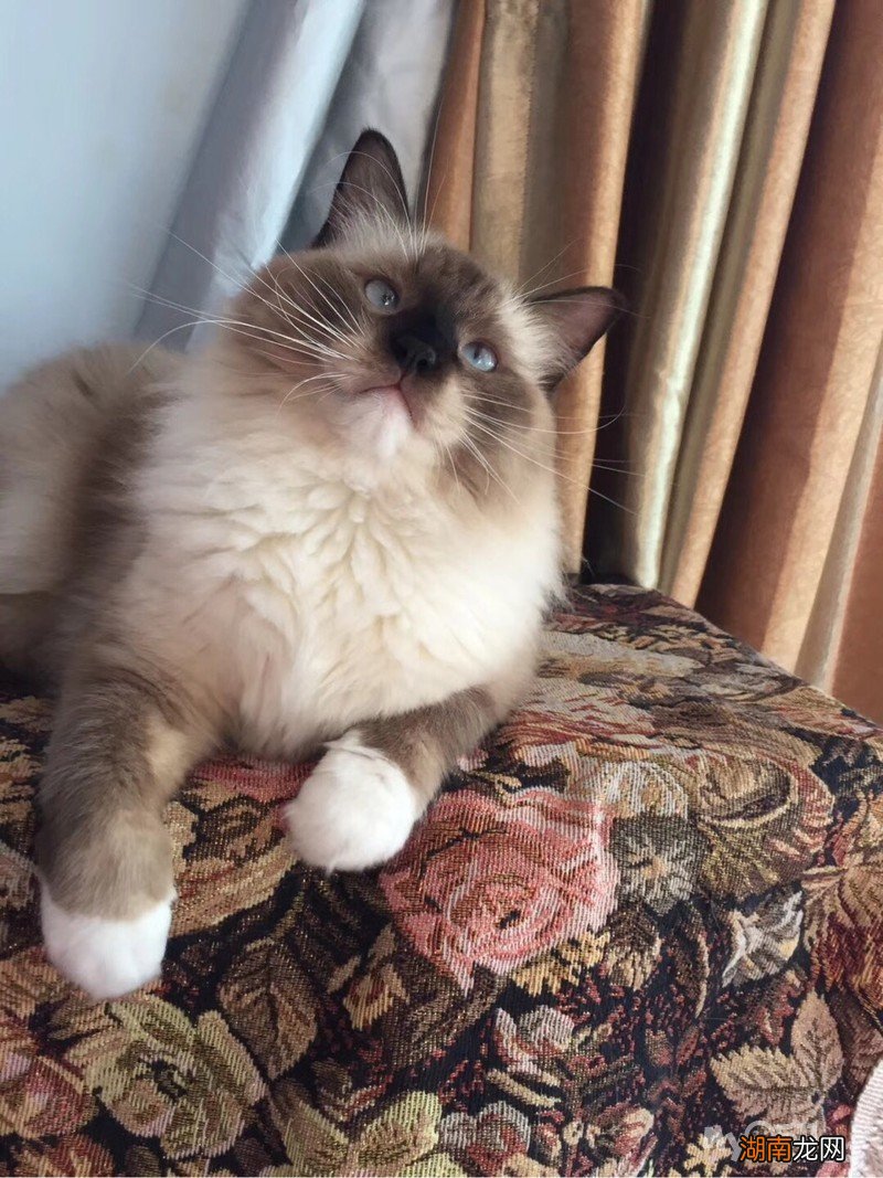 蓝双和海双布偶猫的区别 布偶猫怎么分辨蓝双和海双