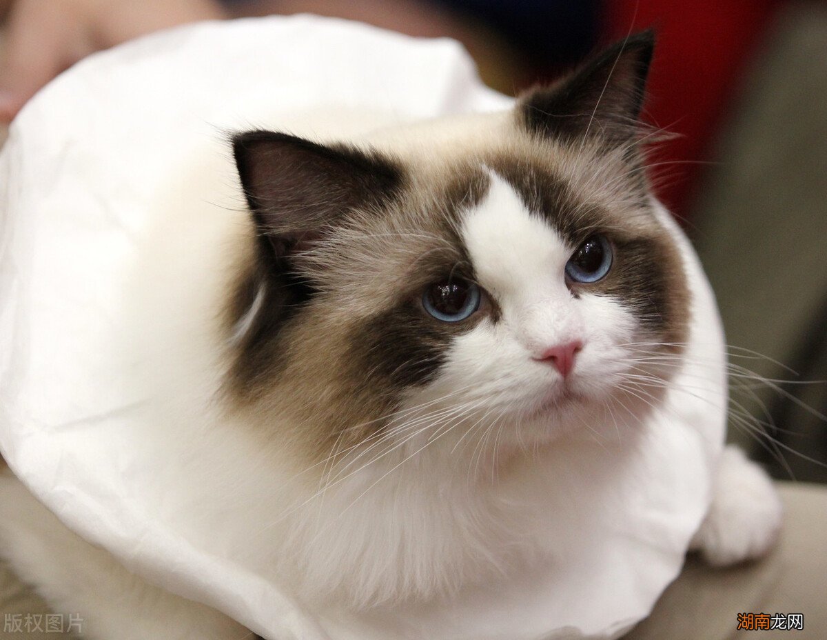 蓝双和海双布偶猫的区别 布偶猫怎么分辨蓝双和海双