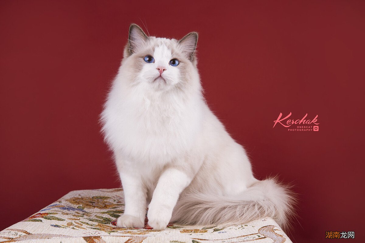 蓝双和海双布偶猫的区别 布偶猫怎么分辨蓝双和海双