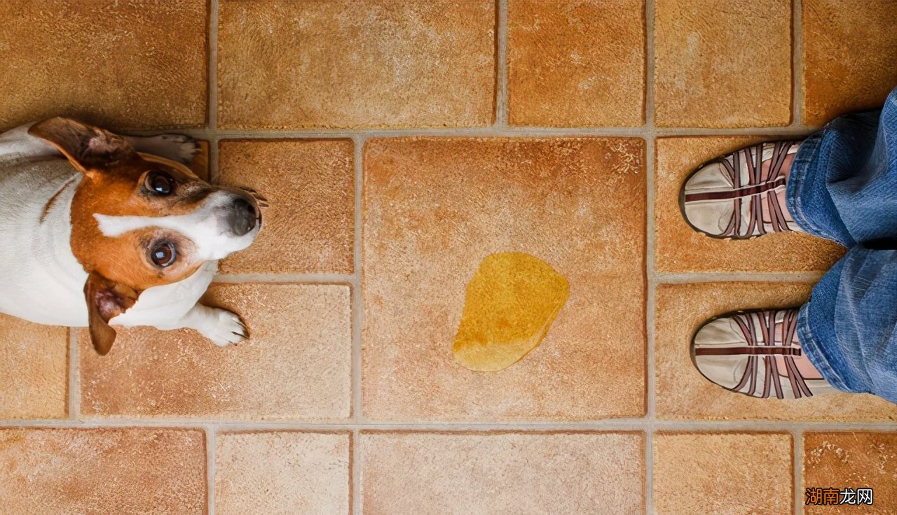 法斗幼犬怎么训练去上厕所 法斗犬怎么训练大小便