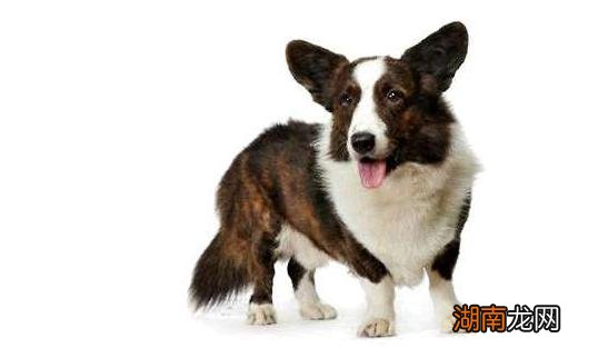 带你了解清楚威尔士柯基犬 柯基犬智商排名是第几