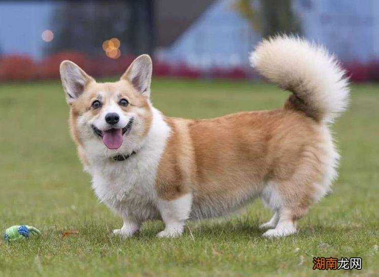 带你了解清楚威尔士柯基犬 柯基犬智商排名是第几