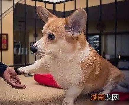 带你了解清楚威尔士柯基犬 柯基犬智商排名是第几