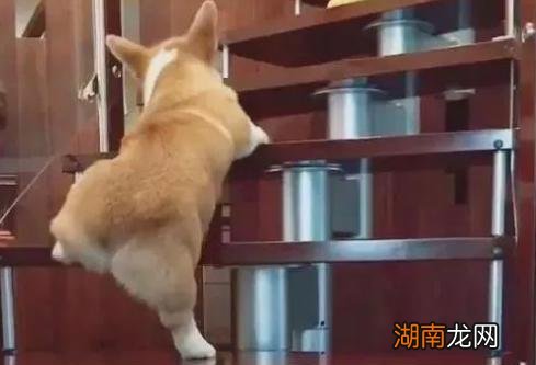 带你了解清楚威尔士柯基犬 柯基犬智商排名是第几