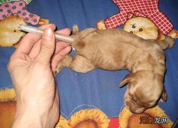 带你了解清楚威尔士柯基犬 柯基犬智商排名是第几