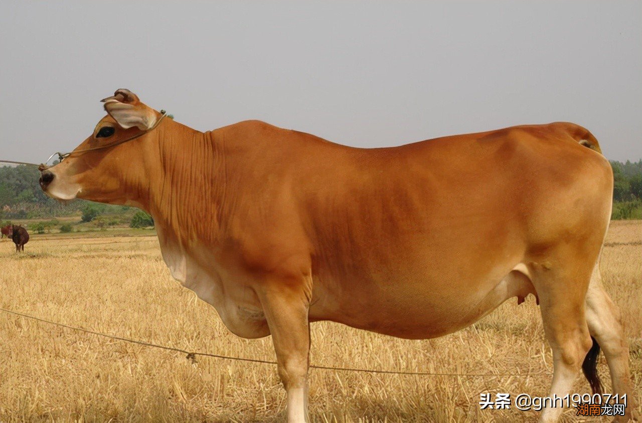 山东菏泽有哪些特色美食推荐 菏泽特产有哪些好吃的