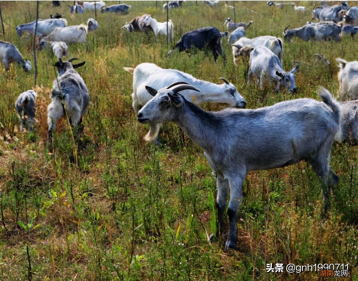 山东菏泽有哪些特色美食推荐 菏泽特产有哪些好吃的