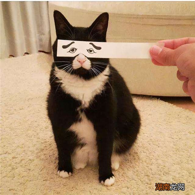 中华田园奶牛猫咪的脾气咋么样 奶牛猫的性格特点