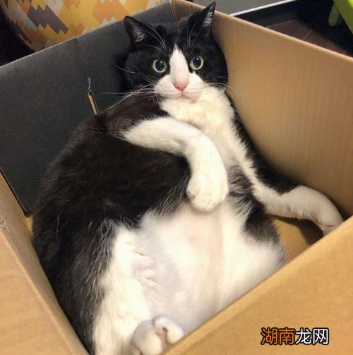 中华田园奶牛猫咪的脾气咋么样 奶牛猫的性格特点