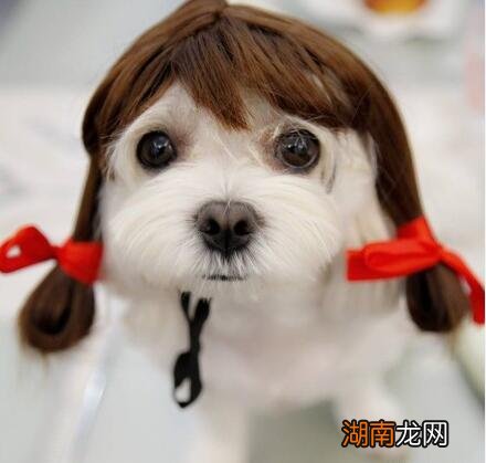 女生养狗可以选择的六种狗狗 女生养什么狗比较好