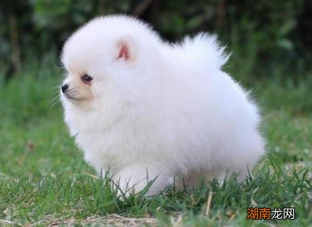 女生养狗可以选择的六种狗狗 女生养什么狗比较好