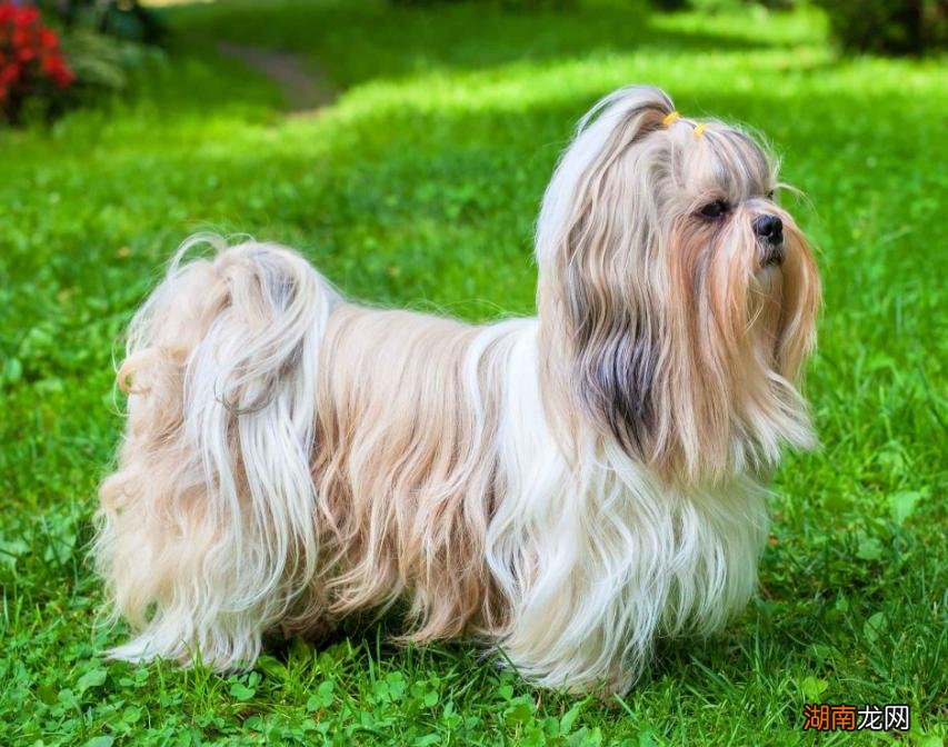 女生养狗可以选择的六种狗狗 女生养什么狗比较好